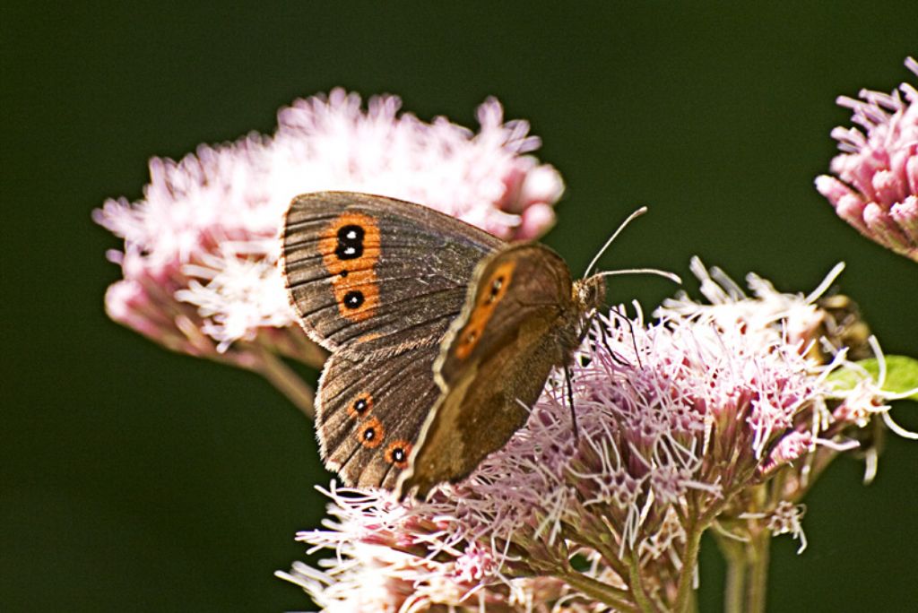 Chiedo aiuto ancora x identificazione altra erebia